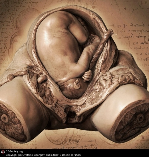 anatomy, baby and birth