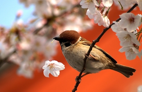 bird, birds and blossom