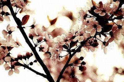 cherry blossom,  cherry blossoms and  flower