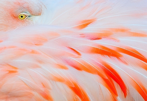 beautiful, bird and feathers