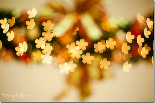 christmas, color and flower