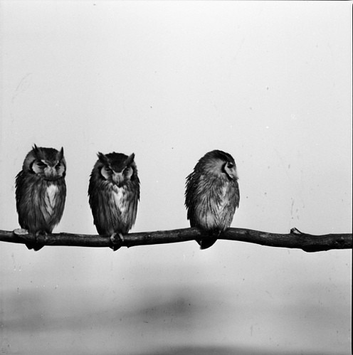 3 little owls, ??? and animal