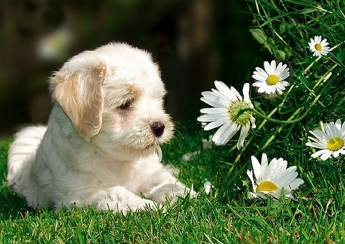 cute, daisy and dog