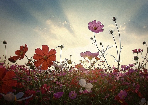 evening, field and fiori