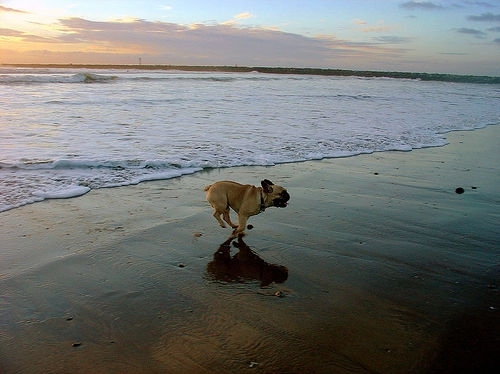 beach, dog and french bulldog