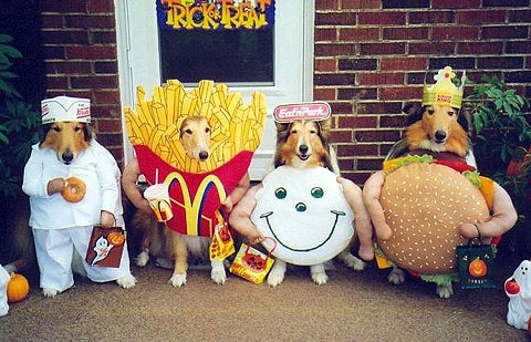 animal costumes,  chiens and  costume