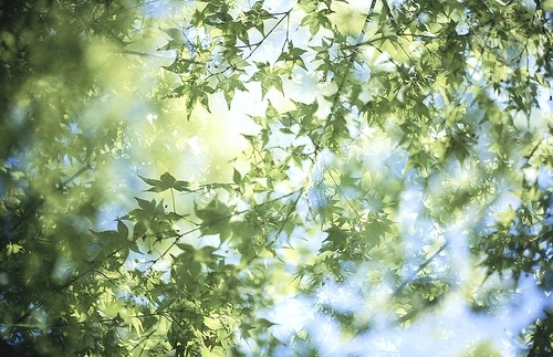 blue, green and leaves