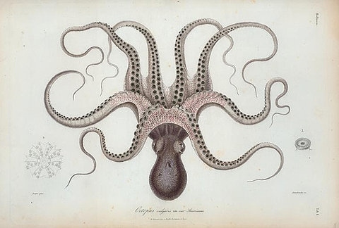 cephalopods, illustration and octopi