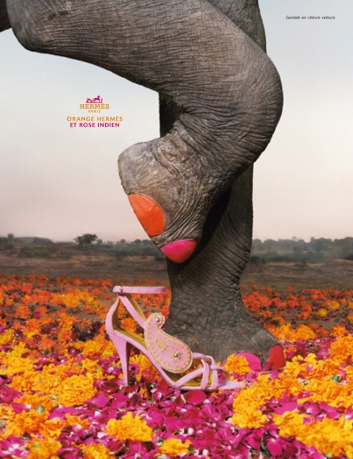 ad campaign, animal and bow