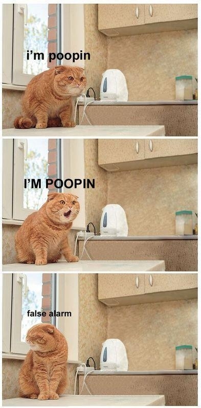 cat, false alarm and funny