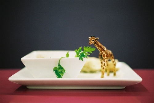 comidas, design and girafas