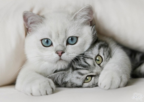 blue, caat and cat