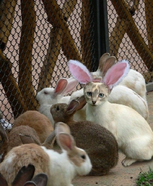 animal, bunny and cat