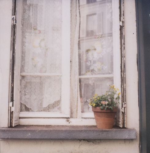 curtains, flower pot and france