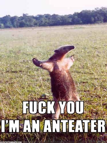 animal, anteater and funny