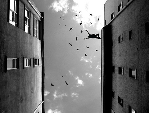 birds, black and white and fly