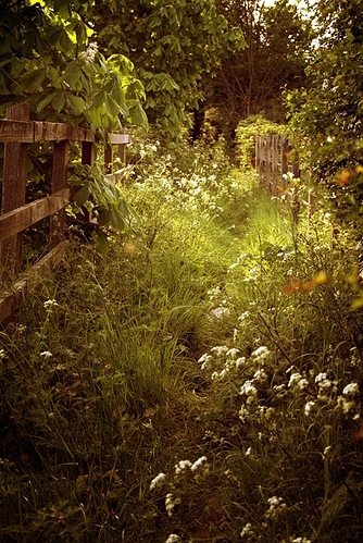 enchanted garden, fence and field