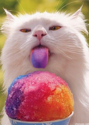 cat, colors and food