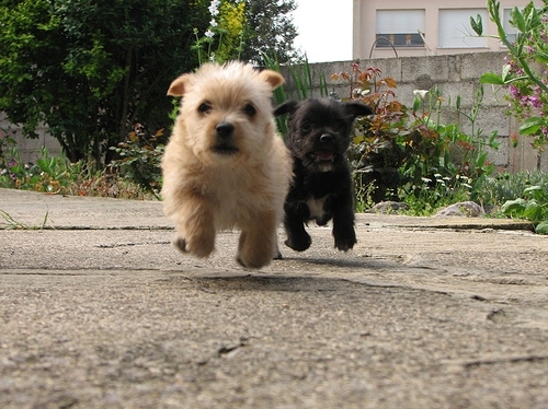 animal, black and dog