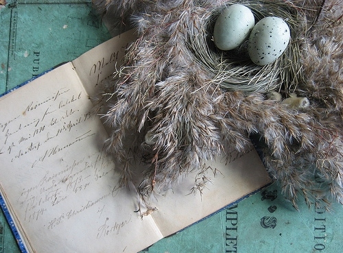 antique, bird eggs and bird nest