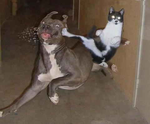 cat, dog and fight