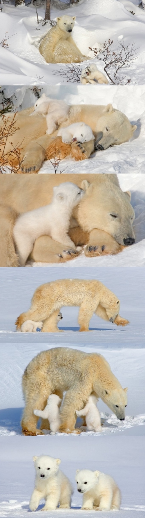 baby, bear and cold