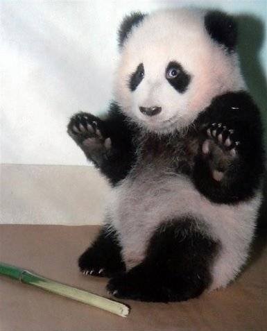 animals, baby panda and cute