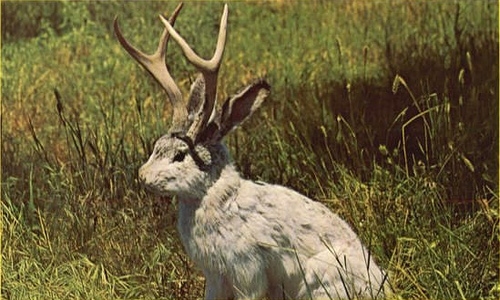 animal,  antlers and  banbi
