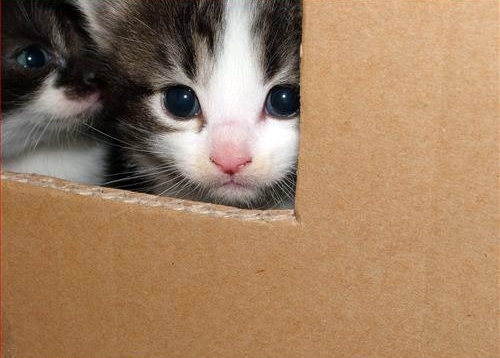 box, cardboard and cats