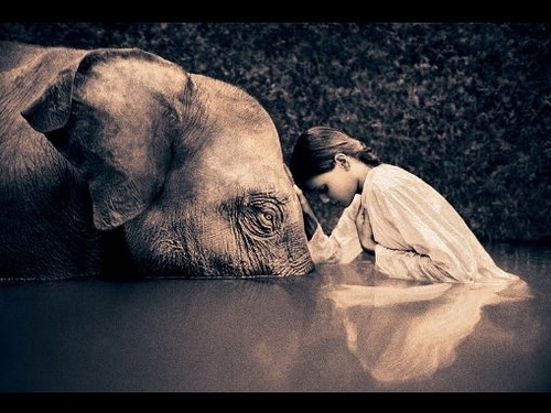 calm, elephant and goddess