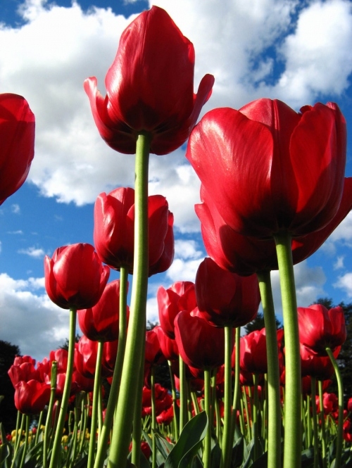 flower, red and red tulips