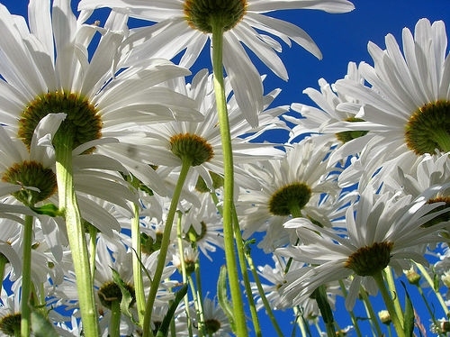 beautiful, blue and daisies