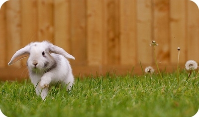 bunny,  cute and  cuteness