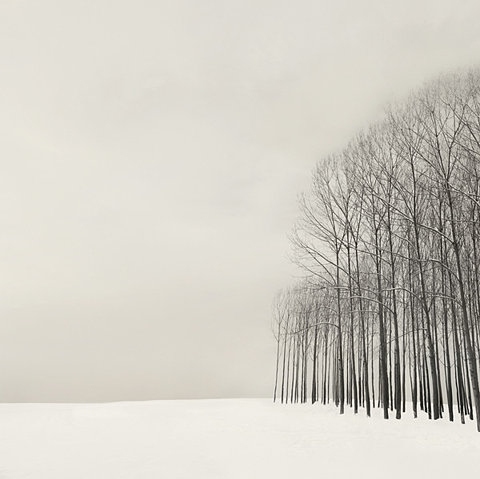 forest, grey sky and simple