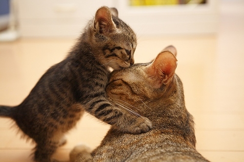 awww, cat and kitten cat kiss adorable tabby