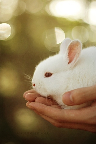 bunny, cute and fluffy