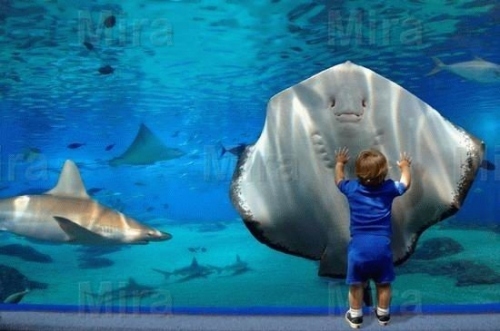 aquarium, child and feeling