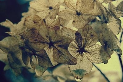 antique,  dried flowers and  flower
