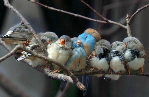 birds, branch and cuddle