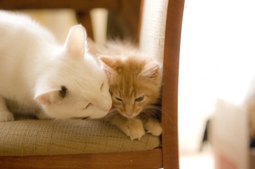 adorable, care and cat