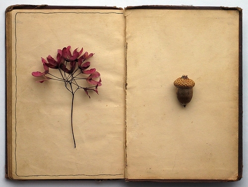 acorn, autumn and book