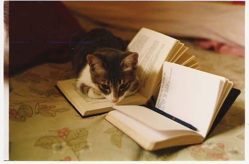 book, books and cat