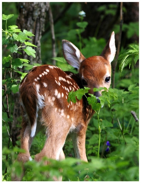 animal, baby and bambi