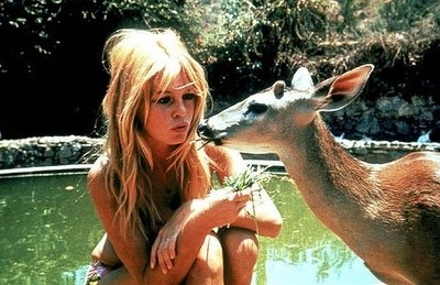 animal,  animals and  blonde