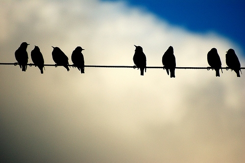 birds, birds on a wire and black
