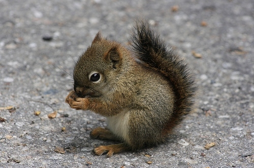 animals, baby squirrel and cute
