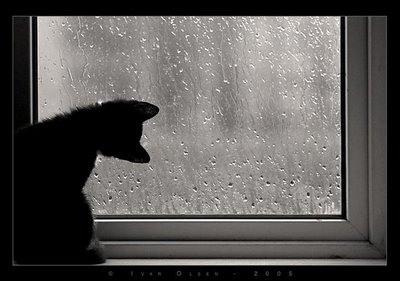 black and white,  cat and  drops