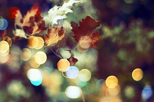 autumn, bokeh and colours
