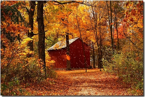 Autumn Cabin Colors Colours Fall Falling Leaves Image 4377 On