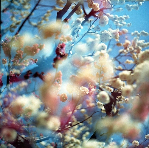 blue, blur and flora